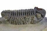 Prone, Spiny Drotops Armatus Trilobite - Top Quality Specimen #359165-2